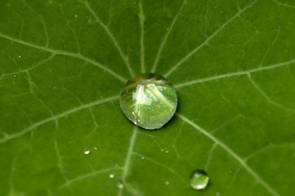Selvrensende med nanoteknologi?