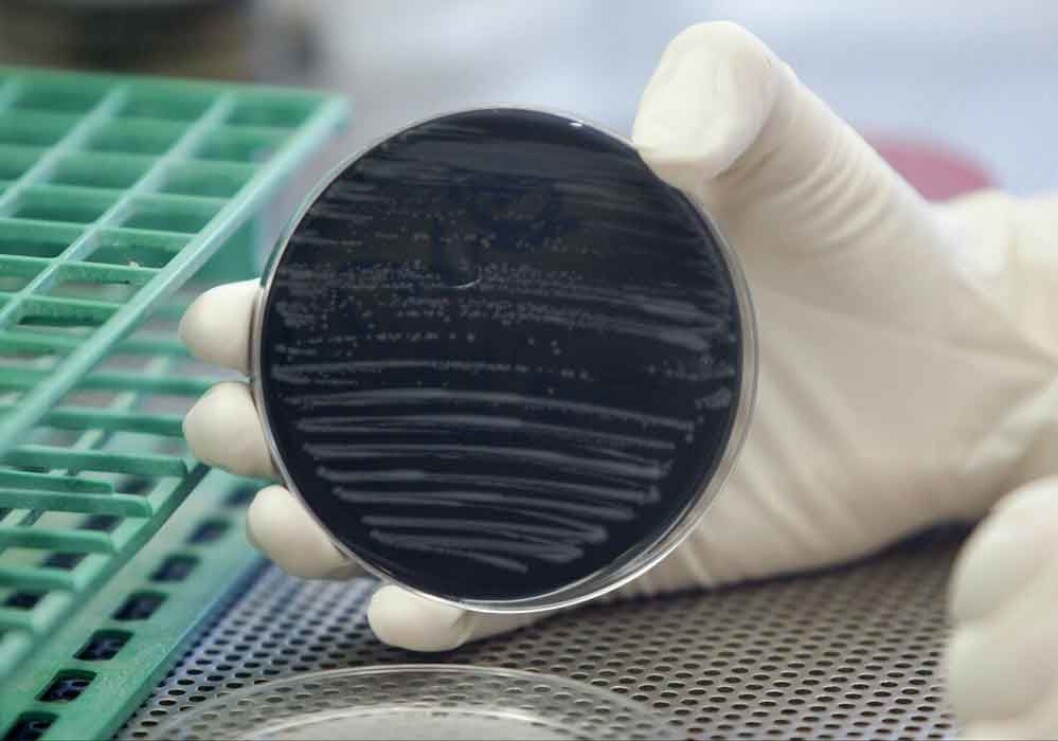 legionella-colourbox574304 legionella-colourbox574304