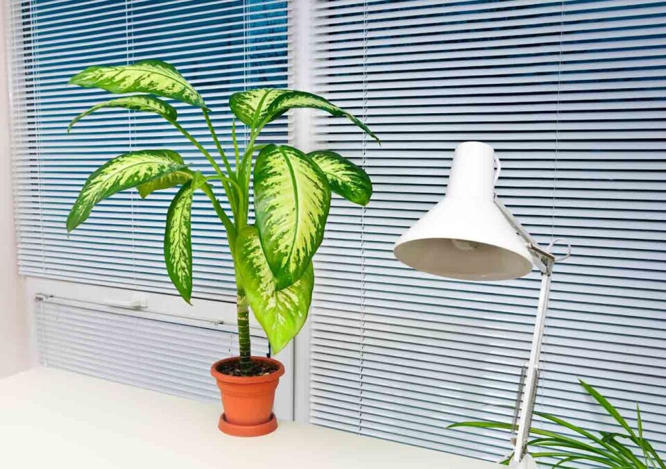 Planter-på-kontoret Planter-på-kontoret