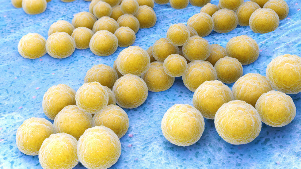 Probiotiske rengjøringsmidler skal gi mindre plass for veksten av antibiotikaresistente bakterier, men ikke alle forskere er udelt begeistret. (Ill.foto av stafylokokker: Colourbox) Probiotiske rengjøringsmidler skal gi mindre plass for veksten av antibiotikaresistente bakterier, men ikke alle forskere er udelt begeistret. (Ill.foto av stafylokokker: Colourbox)