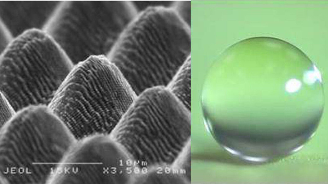 Til venstre detaljbilde av metallets overflate. Til høyre ser vi at vanndråper forblir runde på overflaten. Foto: Universitá degli studi di Parma. Til venstre detaljbilde av metallets overflate. Til høyre ser vi at vanndråper forblir runde på overflaten. Foto: Universitá degli studi di Parma.