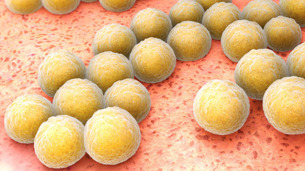 Illustrasjonen viser gule stafylokokker, en type bakterie som kan utvikle resistens mot flere typer antibiotika. (Ill.foto: Colourbox)