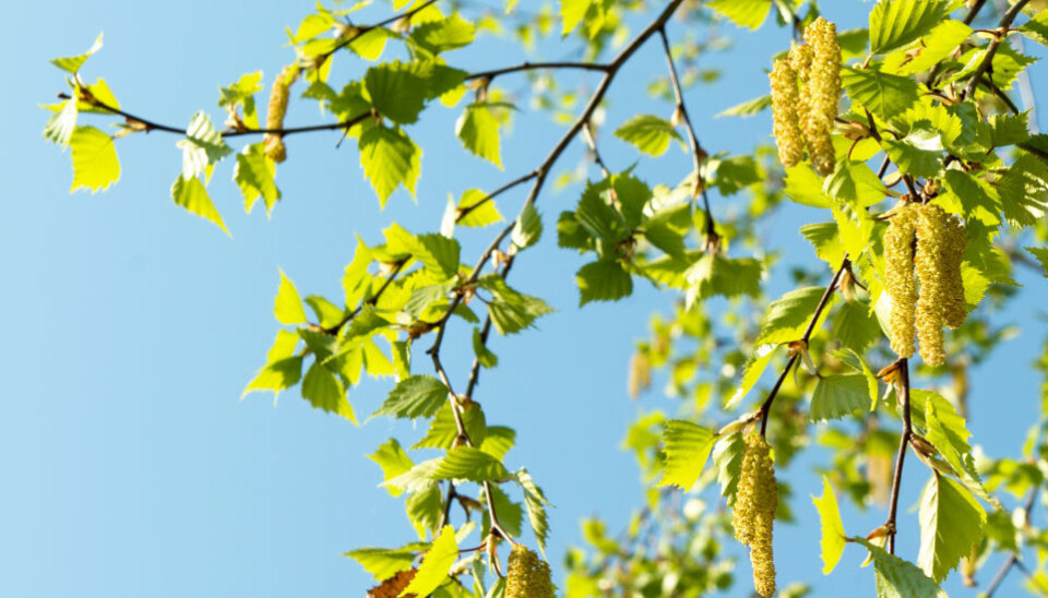 Denne uken ventes spredningen av pollen fra or og hassel å starte. Bjørkepollen (bildet) kommer senere. Denne uken ventes spredningen av pollen fra or og hassel å starte. Bjørkepollen (bildet) kommer senere.