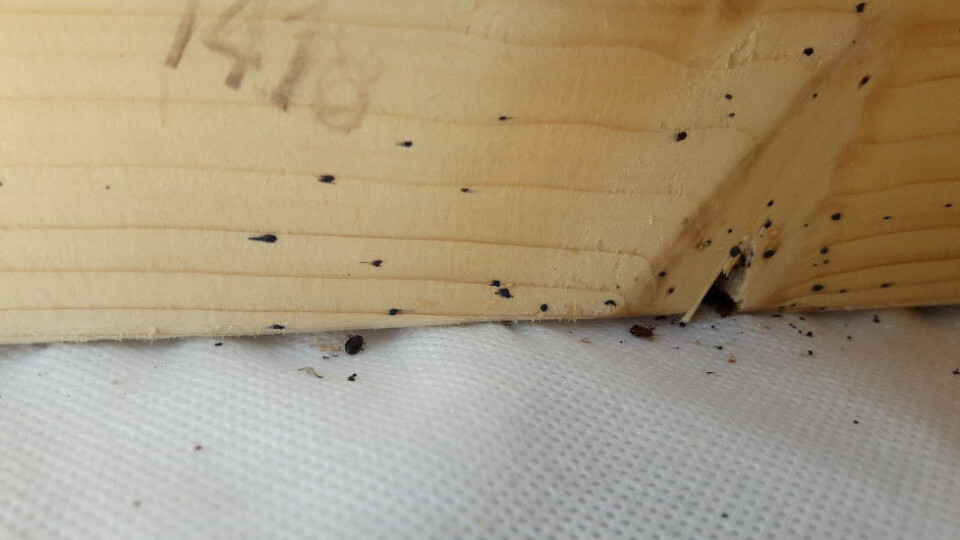 Se etter små svarte prikker i sprekker på senge­rammen og i sømmer på madrassen. (Foto: Norsk Hussopp Forsikring)