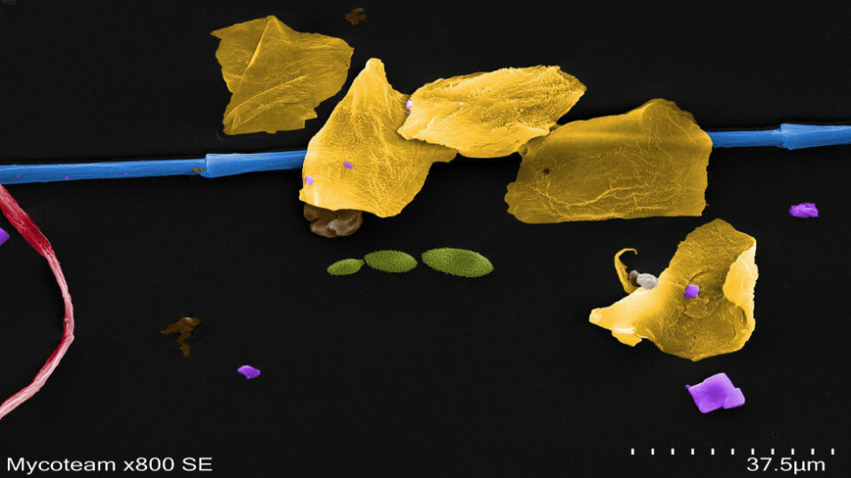 Støvdott med blandet innhold: Her sees husstøv med flere hud­celler (gult), et dun fra boble­jakke (blå), bomulls­fiber (rød), sopp­sporer (grønn) og salt­krystaller (lilla). (FOTO: Mycoteam)