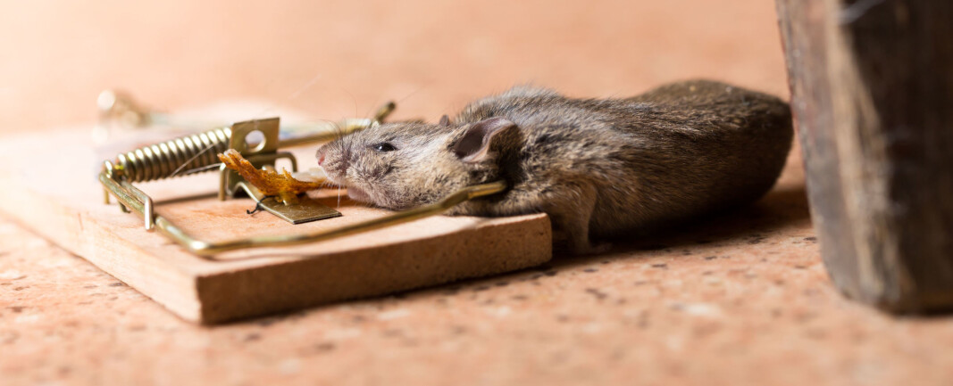 Når flere virksomheter nå stenger ned igjen, antar Rentokil at stadig flere boligeiere vil legge merke til gnagere. Når flere virksomheter nå stenger ned igjen, antar Rentokil at stadig flere boligeiere vil legge merke til gnagere.