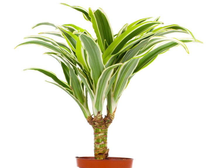Draketre (Dracaena fragrans). Draketre (Dracaena fragrans).