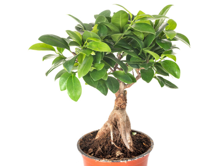 Bjørkefiken (Ficus benjamina). Bjørkefiken (Ficus benjamina).