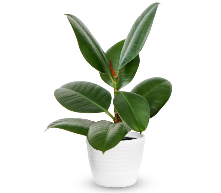 Gummiplante (Ficus elastica). Gummiplante (Ficus elastica).