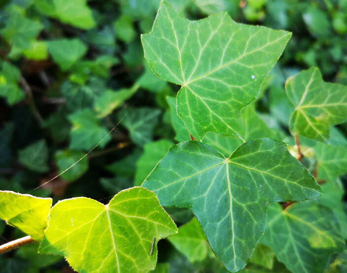 Eføy (Hedera helix). Eføy (Hedera helix).