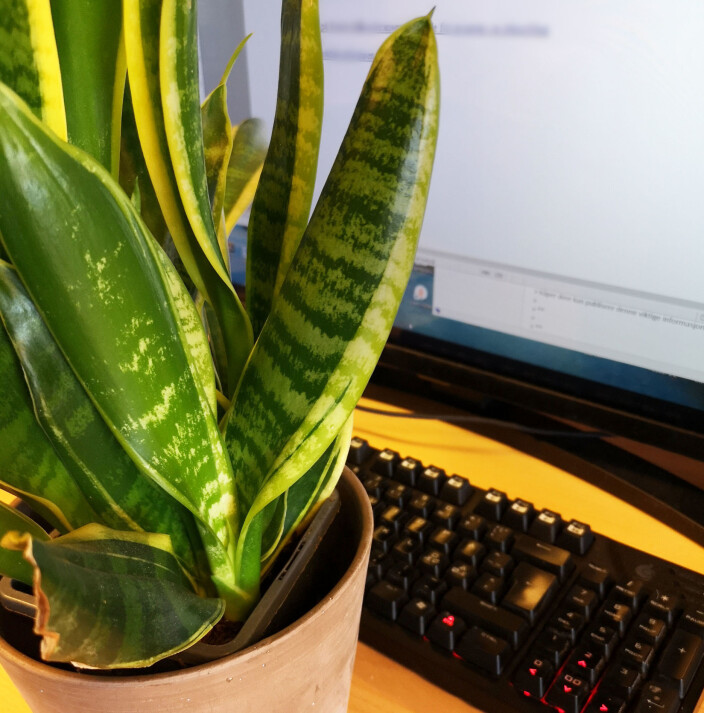 Svigermors tunge (Sansevieria trifasciata) Svigermors tunge (Sansevieria trifasciata)